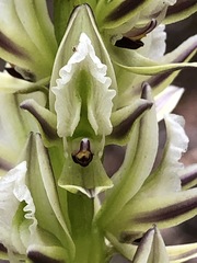 Prasophyllum brownii