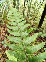 Microlepia marginata