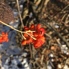 Celastrus scandens