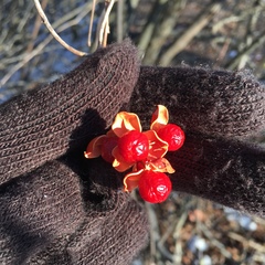 Celastrus scandens