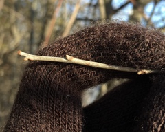 Celastrus scandens