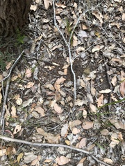 Prasophyllum brownii