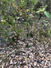 Prasophyllum brownii