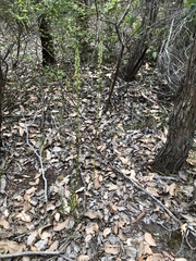 Prasophyllum brownii