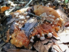 Asterophora parasitica