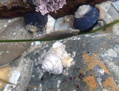 Calliostoma canaliculatum
