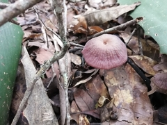 Laccaria gomezii