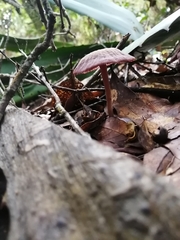 Laccaria gomezii