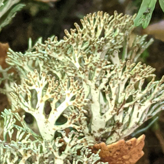 Bunodophoron australe