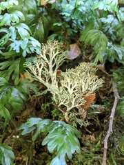 Bunodophoron australe