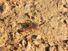 Opistophthalmus