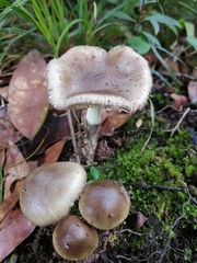 Amanita brunneolocularis