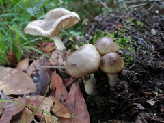 Amanita brunneolocularis