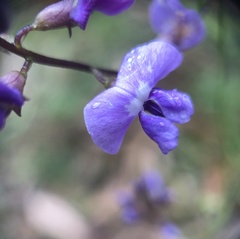 Comesperma volubile