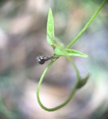 Comesperma volubile