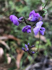 Comesperma volubile
