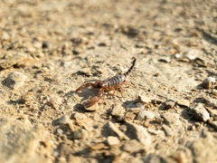 Opistophthalmus