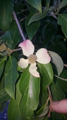 Cornus capitata