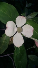 Cornus capitata
