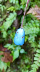 Burmeistera cyclostigmata