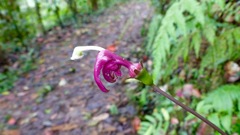 Burmeistera cyclostigmata