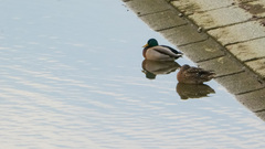 Anas platyrhynchos