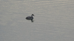 Podiceps cristatus