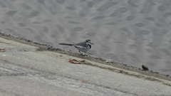 Motacilla alba lugens