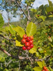 Crataegus dahurica