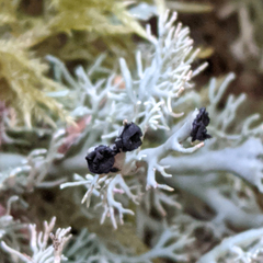 Bunodophoron australe