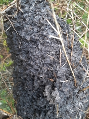 Crematogaster peringueyi