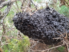 Crematogaster peringueyi