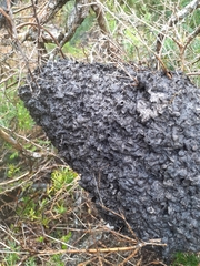 Crematogaster peringueyi