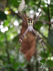 Argiope dang