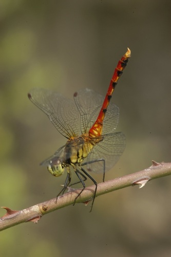 Four-tipped Darter