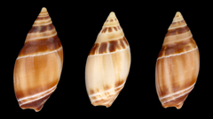 Amalda marginata