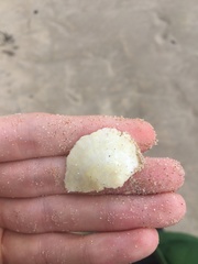 Pinctada maculata