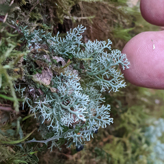 Bunodophoron australe