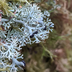 Bunodophoron australe