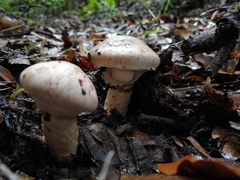 Matsutake