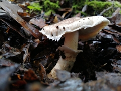 Matsutake