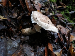 Matsutake