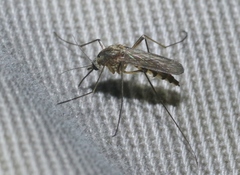 Aedes trivittatus