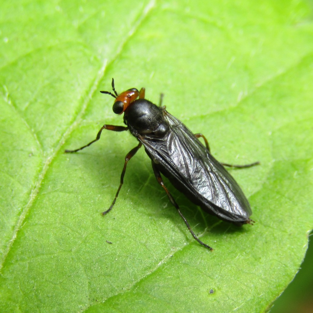 Australian soldier fly