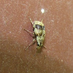 Cacephatus