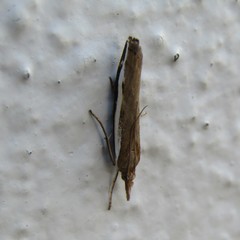 Orocrambus flexuosellus