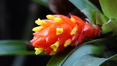 Guzmania melinonis