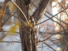Dryobates nuttallii