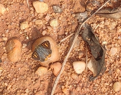 Cigaritis schistacea