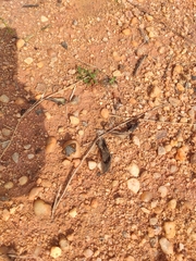 Cigaritis schistacea